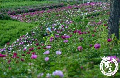 畅游芍药花海   黑龙江省最大芍药基地6月初迎客